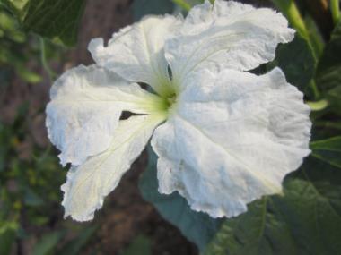 Billede af blomst